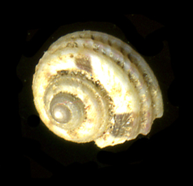 Gibbula guttadauri